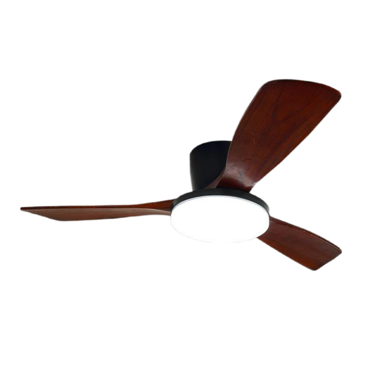 วอลนัทดำ