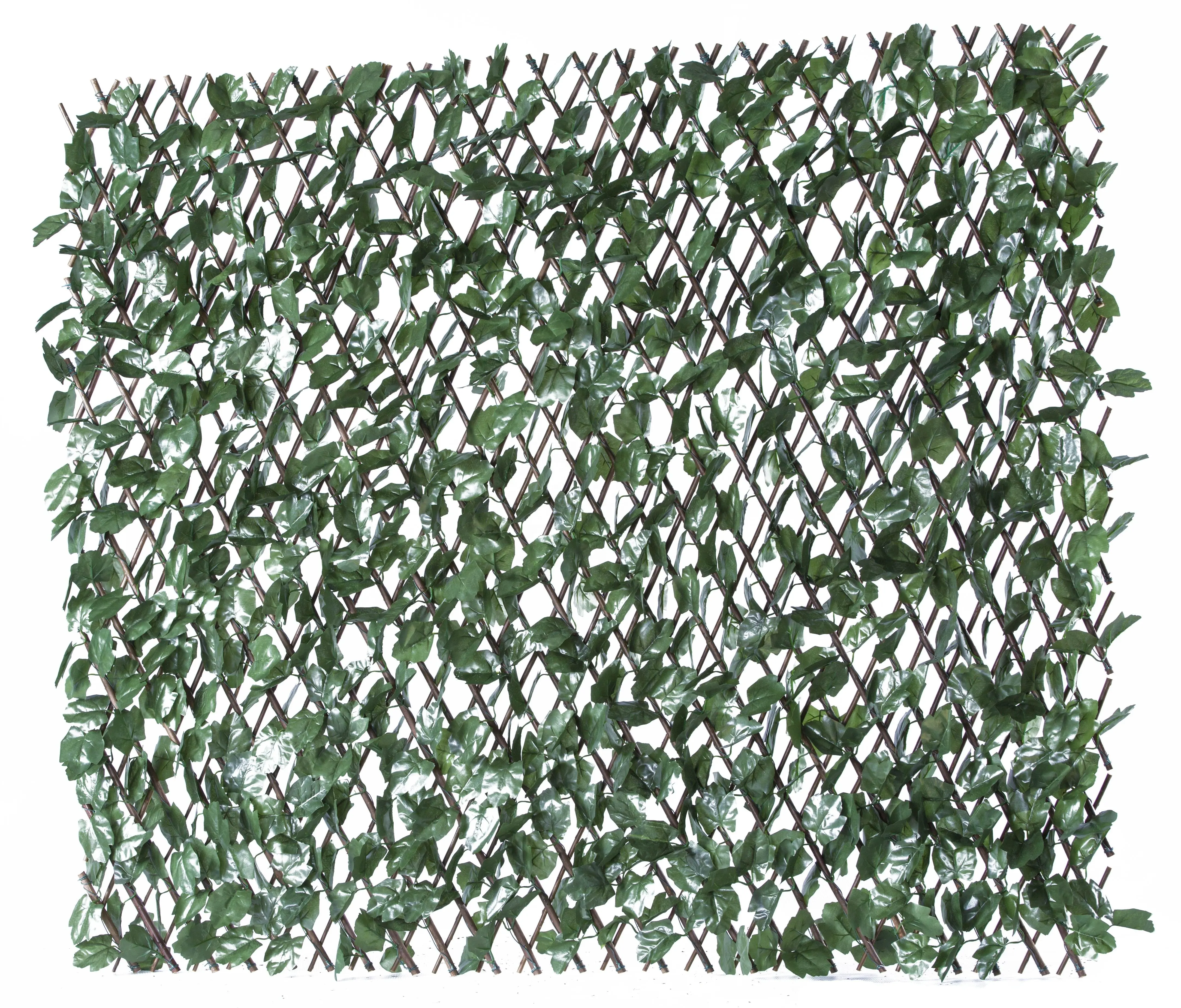 MZ186002 ampliable de Ivy de privacidad de la pared de plantas para la escuela a casa del parque