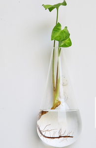 ตู้ปลาทรงกลมมาริโมผสม พร้อมต้นไม้ประดับในน้ำ ต้นไม้ไม้เลื้อย ดอกไม้ ต้นไม้จิ๋วในภาชนะทรงเรขาคณิต แจกันทรงกลมสำหรับงานแต่งงาน ต้นไม้ประดับในน้ำพร้อมมอสบอล - Product Image 3