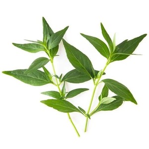 Polvo de Andrografólidos, Extracto de Hierba 'Rey de las Hierbas Amargas', Estándarizado al 10% de Andrografólidos, 1% de Polvo Herbal a Granel - Product Image 2