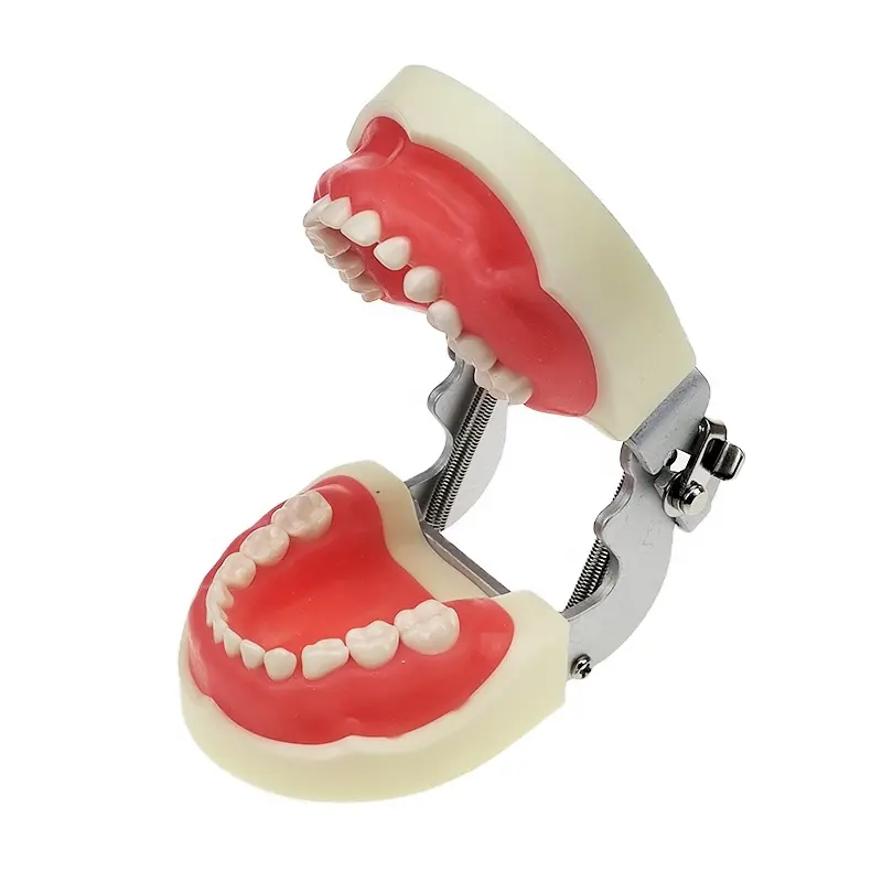 Standard Replaceable preparation practice nissin dental model with 24 teeth