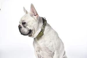 Collar de correa de perro de cuero Premium ajustable suave y duradero para uso diario - Product Image 3