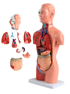 ADA-A1047 42cm modèle de torse anatomique 18 parties <span class=keywords><strong>asexué</strong></span> PVC plastique Silicone modèle de formation en sciences médicales pour l'école de médecine - Product Image 2