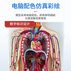 Modèle du système nerveux humain : moelle épinière centrale, système circulatoire, système urinaire, système digestif, système endocrinien - Product Image 5