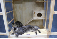 Villa moderne de luxe extra large en bois massif pour chats, niche intérieure et extérieure pour animaux de compagnie avec fermeture à bouton, nid pour chiens et chats
