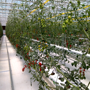 Melanzana di Coltura Idroponica e di Cocco Coltivazione Attrezzature/Sistemi di Coltura Idroponica In Crescita/Idroponica Vassoi - Product Image 1