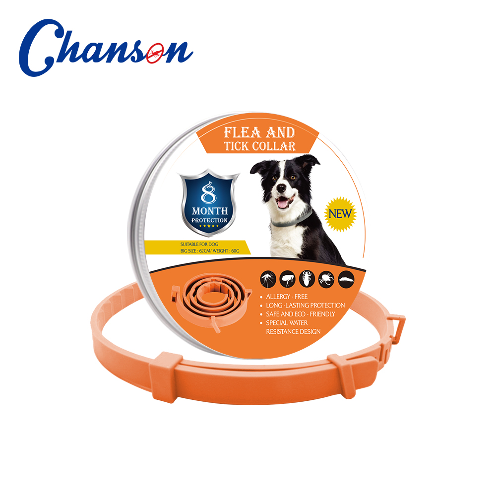 Chien orange