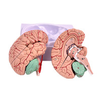 Modelo anatómico de cerebro humano de Venta caliente modelo de cerebro desmontable con arteria cerebral