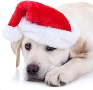 Taille personnalisable Mini couvre-chef européen Chapeau <span class=keywords><strong>de</strong></span> Noël pour chiens et chats Décorations <span class=keywords><strong>de</strong></span> Noël pour animaux <span class=keywords><strong>de</strong></span> compagnie sur <span class=keywords><strong>Amazon</strong></span> 2025 - Product Image 6