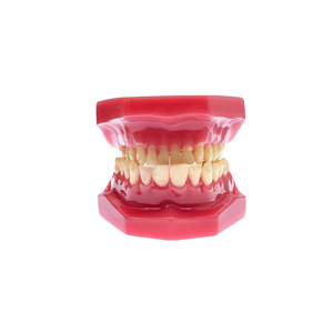 Modèle dentaire orthodontique pour bébé, modèle pédagogique de soins bucco-dentaires, modèle dentaire réparateur, modèle oral détachable - Product Image 3