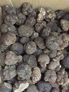 Trufa Negra Fresca China Silvestre DETAN Tuber <span class=keywords><strong>Indicium</strong></span>, Nueva Temporada 2023-2024 - Product Image 6