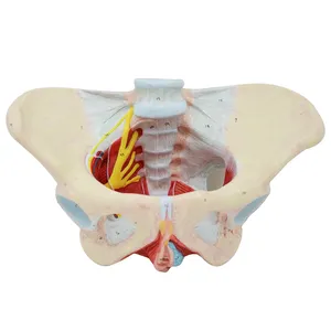 Gelsonlab HSBM-478 High quality Female pelvic floor muscle and nerve model female pelvic muscle model