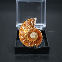 Fossile d'ammonite naturelle de Madagascar, coquille spirale, spécimen fossile marin, pierre brute, outil pédagogique