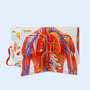 Libro Pop-up OEM 2025 para Modelos del <span class=keywords><strong>Cuerpo</strong></span> <span class=keywords><strong>Humano</strong></span> - Product Image 3