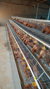 Cage à poules Sabot Sabo-128 de type A, construction en acier galvanisé et en acier inoxydable, garantie 1 an, longue durée de vie - Product Image 6
