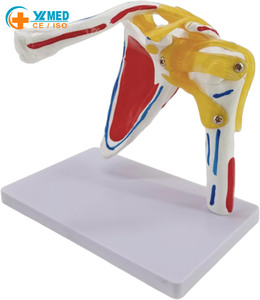 Modelo Esquelético de <span class=keywords><strong>Hombro</strong></span> para Ciencias Médicas con Músculos y Puntos de Origen, y Clavícula Experimental Yulin CE/ISO - Product Image 1