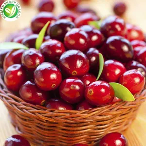 IQF saudável orgânico congelado sem açúcar fresco Cranberry Red Lingonberry para bebidas a granel Competitivo a granel Preço por atacado