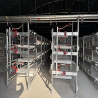Cage automatique de poules pondeuses de type H pour l'élevage de volailles