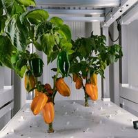 Système hydroponique intelligent IoT contrôlé par application, éclairage LED, agriculture verticale intérieure, hydroponie modulaire personnalisable à 5 niveaux