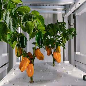 Sistema Hidropónico Inteligente Controlado por Aplicación, Agricultura Vertical Interior, Sistema Modular de Cultivo Hidropónico de Frutas y Vegetales - Product Image 4