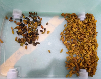Trieuse optique Weanyao à haute précision avec caméra CCD pour raisins et noix, certifiée CE – Vente directe usine