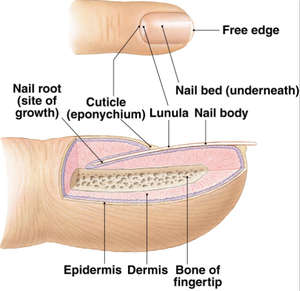 Máquina Láser 3 en 1 para Onicomicosis, Podología, Eliminación de <span class=keywords><strong>Hongos</strong></span> en las <span class=keywords><strong>Uñas</strong></span>, Eliminación Vascular con Láser 980, Endoláser - Product Image 6