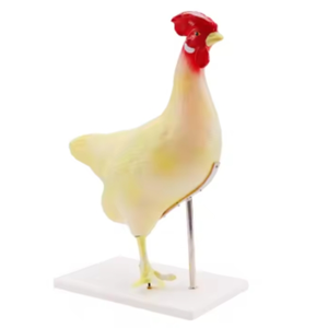 โมเดลการสอนเกี่ยวกับสัตวแพทย์โมเดล<span class=keywords><strong>กายวิภาค</strong></span>ของไก่โดยตรงจากโรงงาน - Product Image 3