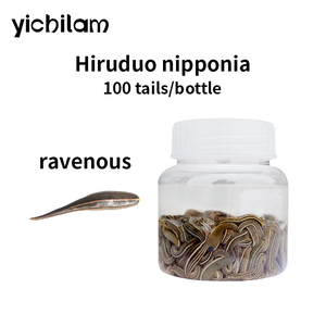 Sangues-de-dragon médicinales vivantes Hirudo Nipponia, élevées en ferme, forte vitalité, Hubei Seed Farm, 20 ans d'expérience - Product Image 5