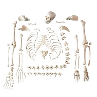 Squelette humain grandeur nature de 85 cm à 170 cm, squelette médical complet amovible avec modèle d'anatomie musculaire