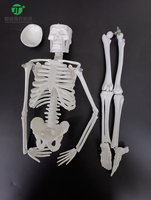 Squelette humain miniature éducatif en PVC de 45 cm