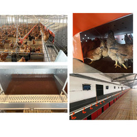 Pondoir automatique en acier galvanisé pour poules pondeuses, anti-roulement des œufs, pour grandes fermes avicoles