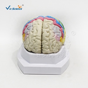 Modèle de localisation fonctionnelle du cortex cérébral humain |   Modèle d'anatomie du cerveau pour l'enseignement médical et <span class=keywords><strong>les</strong></span> études en <span class=keywords><strong>neurosciences</strong></span> - Product Image 5