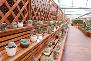 Suculentas Raras y Populares: <span class=keywords><strong>Echeveria</strong></span> 'Baikal' - Frescas y que Embellecen el Pequeño Paisaje del Hogar - Product Image 5