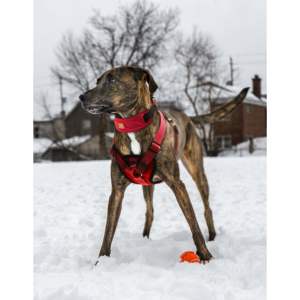 DB Pet Life 'Geo-prene' 2-en-1 Collier de dressage réfléchissant pour chien Absorbant les chocs Néoprène Harnais rembourré Laisse Fabriqué en PC - Product Image 5