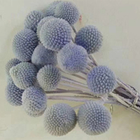 Bouquet de fleurs séchées Craspedia Gold Ball en gros – Fleurs dorées naturelles et réelles pour la décoration de la maison, du bureau et des mariages