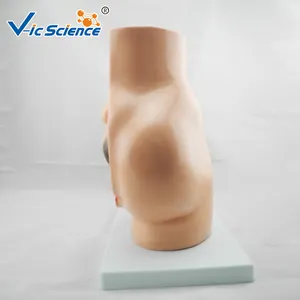 Vrouwelijk Sagittaal Anatomisch Model