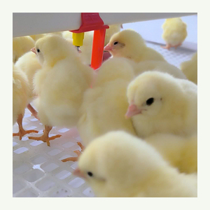 Nouveau modèle de cages à poulet Cage pour volaille Cages pour poules pondeuses/poulets de chair pour l'élevage de poulets - Product Image 4