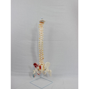 Modèle naturel de l'os occipital, des vaisseaux sanguins, de la ceinture pelvienne vertébrale, du fémur et des nerfs spinaux, y compris leur origine - Product Image 2