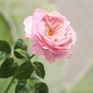 ดอกกุหลาบจูเลียตประดิษฐ์คุณภาพสูง ทำด้วยมือจากผ้าไหม ก้านเดี่ยว <span class=keywords><strong>ต</strong></span>กแ<span class=keywords><strong>ต</strong></span>่งบ้าน ใช้งานได้นาน เหมาะสำหรับวันแม่ วันวาเลนไทน์ วันปีใหม่ - Product Image 5