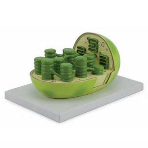 Herramienta educativa de biología para estudiantes, modelo de enseñanza de célula vegetal, cloroplast, anatomico - Product Image 1