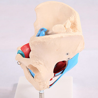 Modèle anatomique de bassin féminin Chinon A1037, matériau PVC avancé, haute qualité, certifié ISO, squelette réaliste, sciences médicales