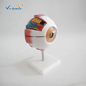Model Pendidikan Anatomi Sains Medis Model Mata Raksasa Mode Mata Putih - Product Image 2