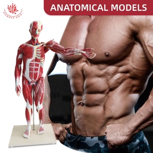 Modelo Anatómico de <span class=keywords><strong>Esqueleto</strong></span> <span class=keywords><strong>Humano</strong></span> de 27 Partes y 80 cm, Modelo Muscular <span class=keywords><strong>Humano</strong></span> para Ciencias Médicas, Modelo de Anatomía Muscular Humana - Product Image 2