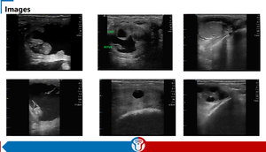 DMSU24 Ultrasonido Veterinario <span class=keywords><strong>Precio</strong></span> de Fábrica Marca Nueva Sonda Inalámbrica de Mano Conexión Wi-Fi Disponible Ultrasonido Veterinario - Product Image 5