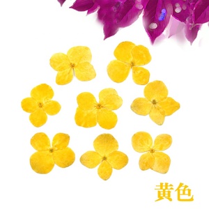 Flor prensada Real seca Hortensia - Product Image 5