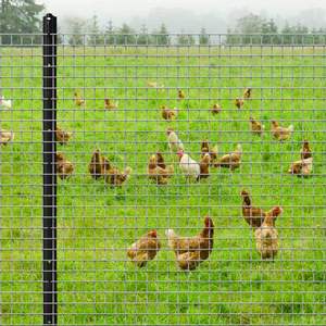 Tôle de treillis en acier galvanisé à chaud, clôture de jardin, panneau de treillis soudé, plateau, panneau de treillis soudé revêtu de PVC - Product Image 2