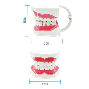 2x Modelo de Dientes, Modelo de Enseñanza Dental, Enseñanza de Limpieza Dental para Jardín de Niños, Práctica de Preparación Dental, Prótesis Dental - Product Image 1
