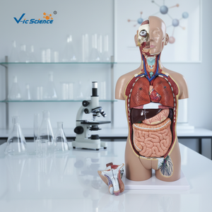 Modelo de Torso de Esqueleto de Anatomía Humana de 27 Partes, Doble Sexo, Tamaño Real con Espalda Abierta, Plástico/PVC para Escuelas y Hospitales por Vic Science - Product Image 4