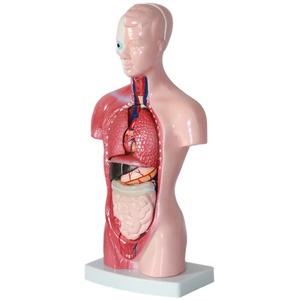 Modelo de Anatomía del Torso <span class=keywords><strong>Humano</strong></span> de 28 cm con 15 Partes Removibles de PVC, Modelo Educativo para Estudiantes - Product Image 3
