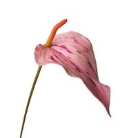 Hoogwaardig, zacht aanvoelend, hydraterend Anthurium zacht rubberen bloemstuk in Morandi-stijl